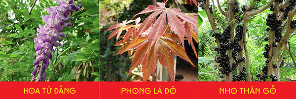 hoa la hoa doc dao