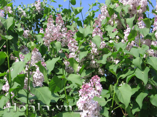 Hoa tử đinh hương | hoala.vn