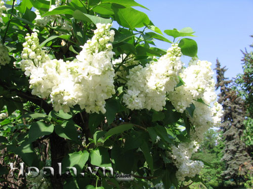 Hoa tử đinh hương | hoala.vn