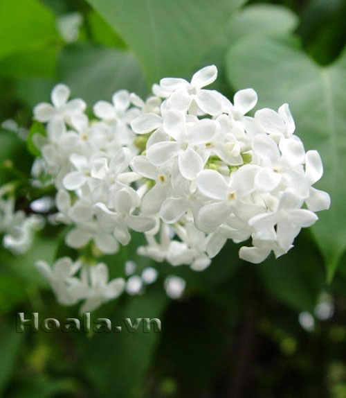 Hoa tử đinh hương | hoala.vn