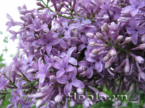 Hoa tử đinh hương | hoala.vn