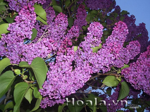 Hoa tử đinh hương | hoala.vn