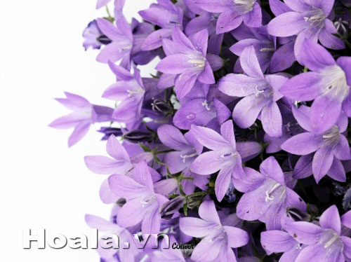 Hoa tử đinh hương | hoala.vn