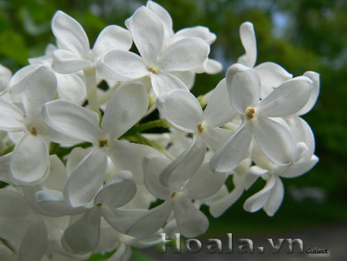 Hoa tử đinh hương | hoala.vn