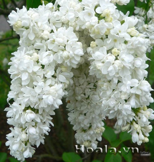 Hoa tử đinh hương | hoala.vn