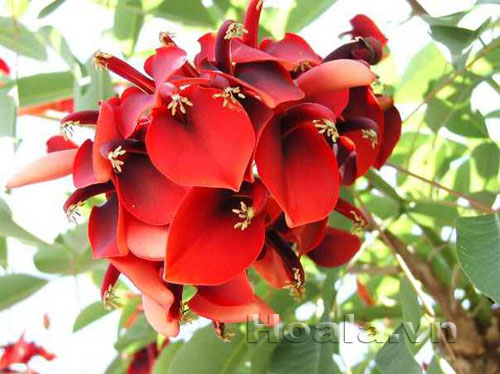 vong_mong_ga_2 Hoa Vông mồng gà thắm sắc | hoala.vn