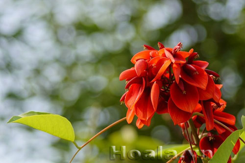 vong_mong_ga_3 Hoa Vông mồng gà thắm sắc | hoala.vn