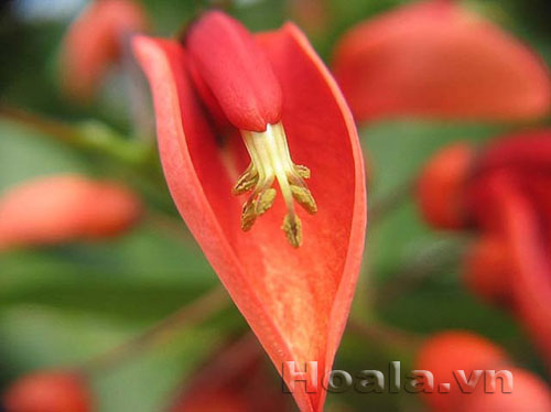 vong_mong_ga_4 Hoa Vông mồng gà thắm sắc | hoala.vn