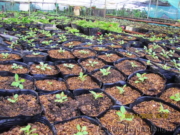 vuon_uom20 cây cảnh,hoa đẹp,hoa chậu,hoa tết,hoa sự kiện,hoa độc đáo,hoa xuân,hoa quý hiếm