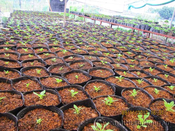 vuon_uom22 Lạc vào thế giới hoa ....