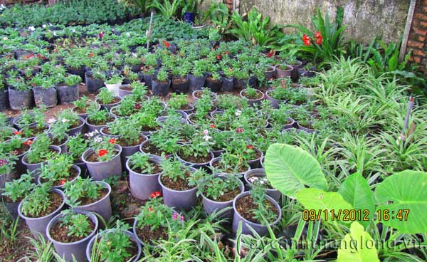 vuon_uom26 cây cảnh,hoa đẹp,hoa chậu,hoa tết,hoa sự kiện,hoa độc đáo,hoa xuân,hoa quý hiếm