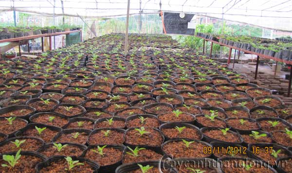 vuon_uom27 cây cảnh,hoa đẹp,hoa chậu,hoa tết,hoa sự kiện,hoa độc đáo,hoa xuân,hoa quý hiếm