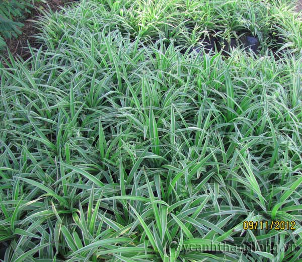 vuon_uom29 cây cảnh,hoa đẹp,hoa chậu,hoa tết,hoa sự kiện,hoa độc đáo,hoa xuân,hoa quý hiếm