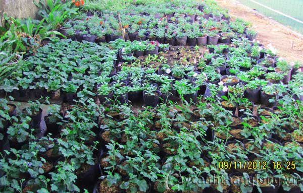 vuon_uom31 cây cảnh,hoa đẹp,hoa chậu,hoa tết,hoa sự kiện,hoa độc đáo,hoa xuân,hoa quý hiếm