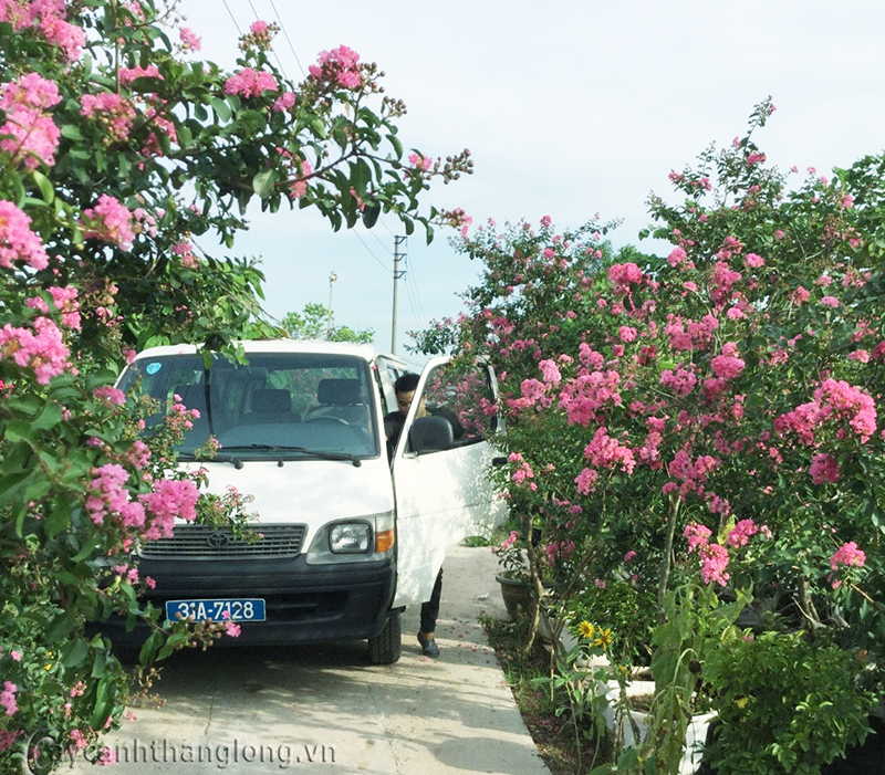 z596675733746_96532d923072c11ba67303e8d92bf2702021 con duong hoa tuong vi tai ha noi