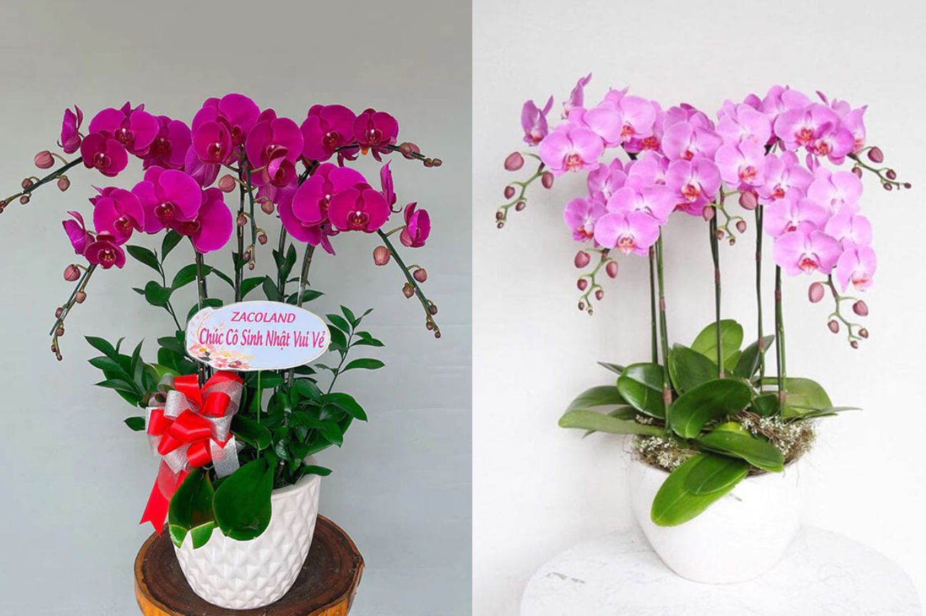 25 mẫu chậu lan hồ điệp đẹp nhất hiện nay