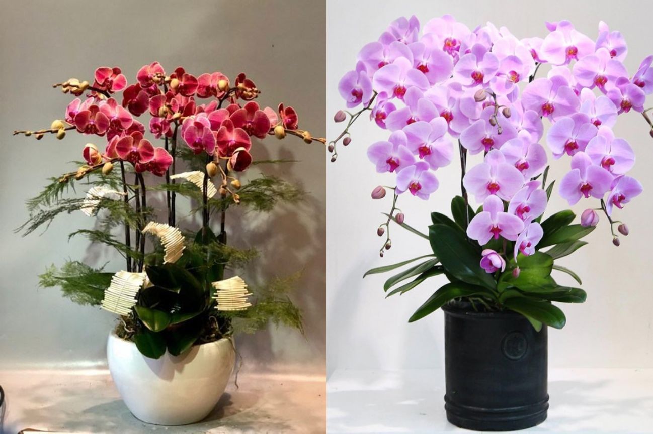 25 mẫu chậu lan hồ điệp đẹp nhất hiện nay