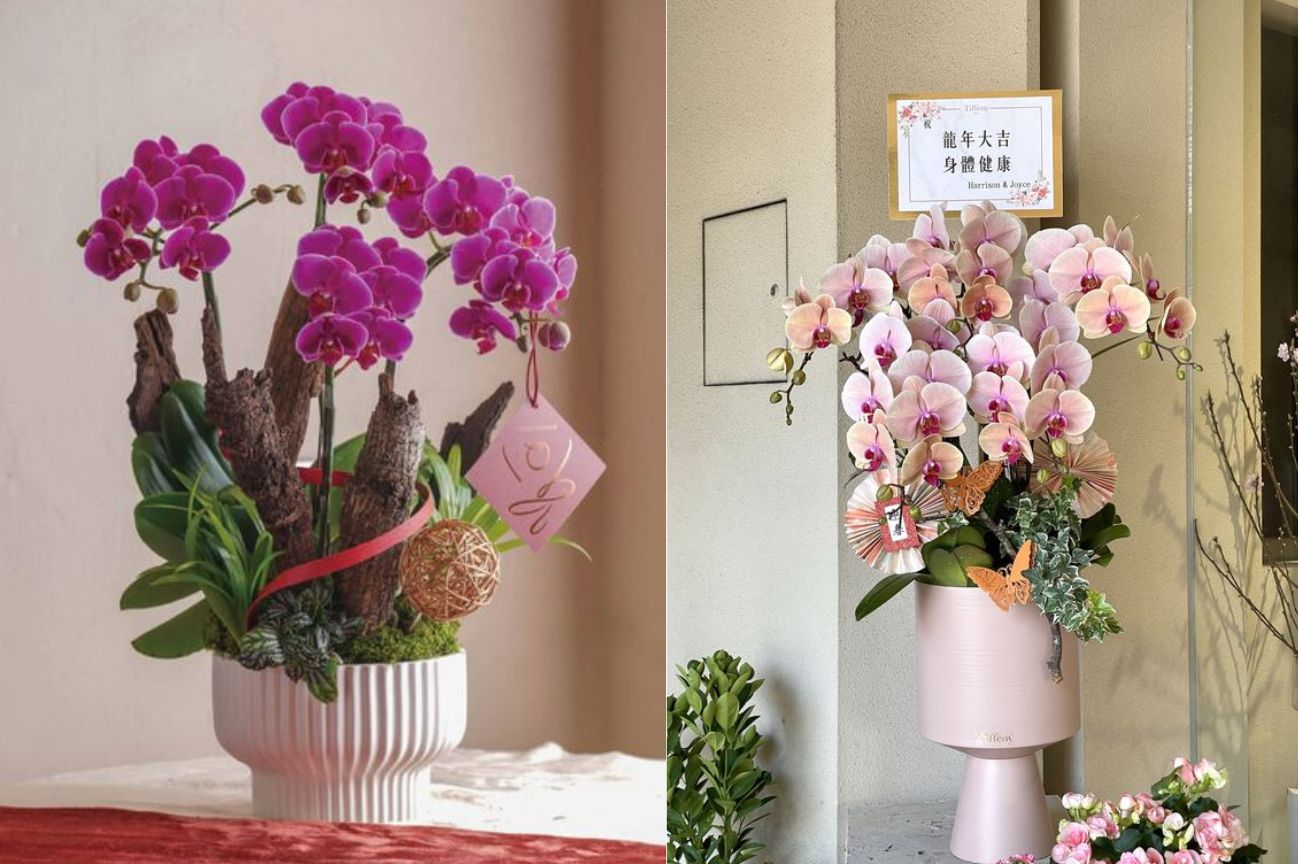 25 mẫu chậu lan hồ điệp đẹp nhất hiện nay