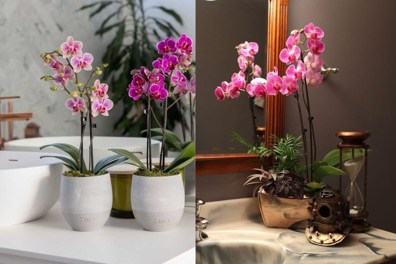 25 mẫu chậu lan hồ điệp đẹp nhất hiện nay
