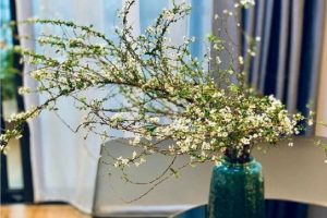 Cách cắm hoa tuyết mai tươi lâu và đẹp nhất hiện nay