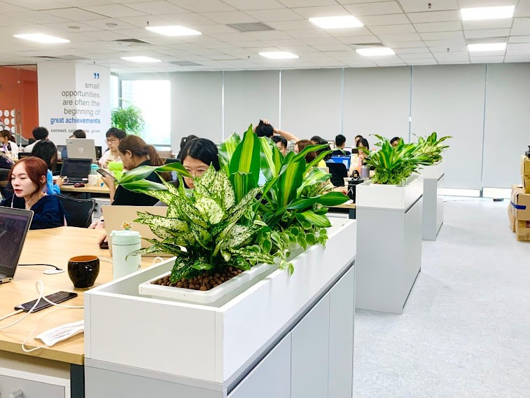 Cây để phòng làm việc