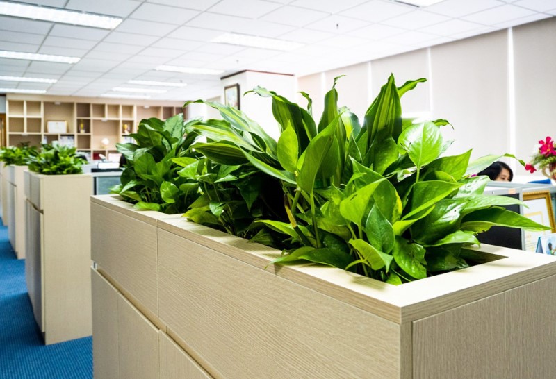 Cây để phòng làm việc