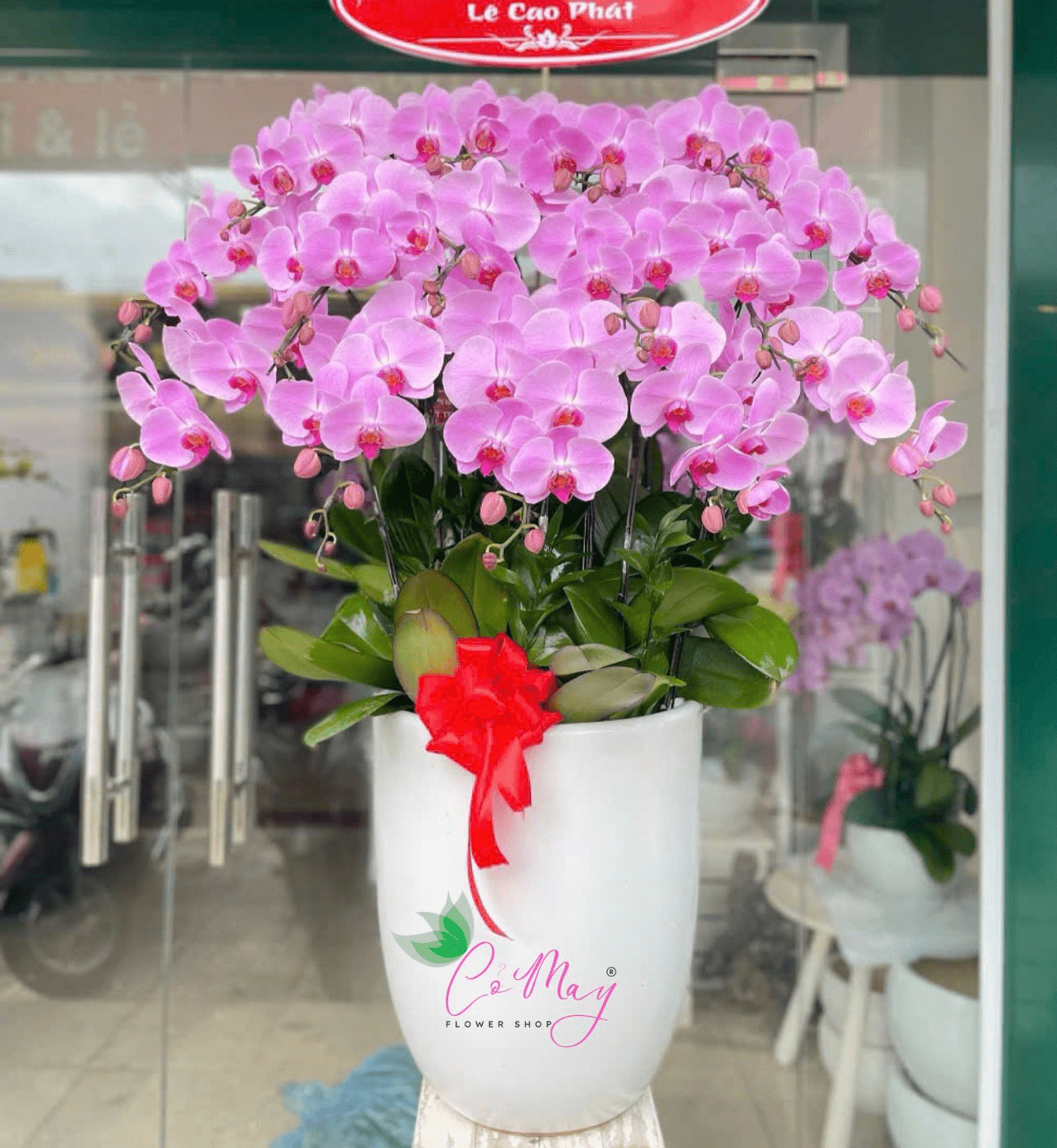 Chậu hoa lan hồ điệp tặng khai trương