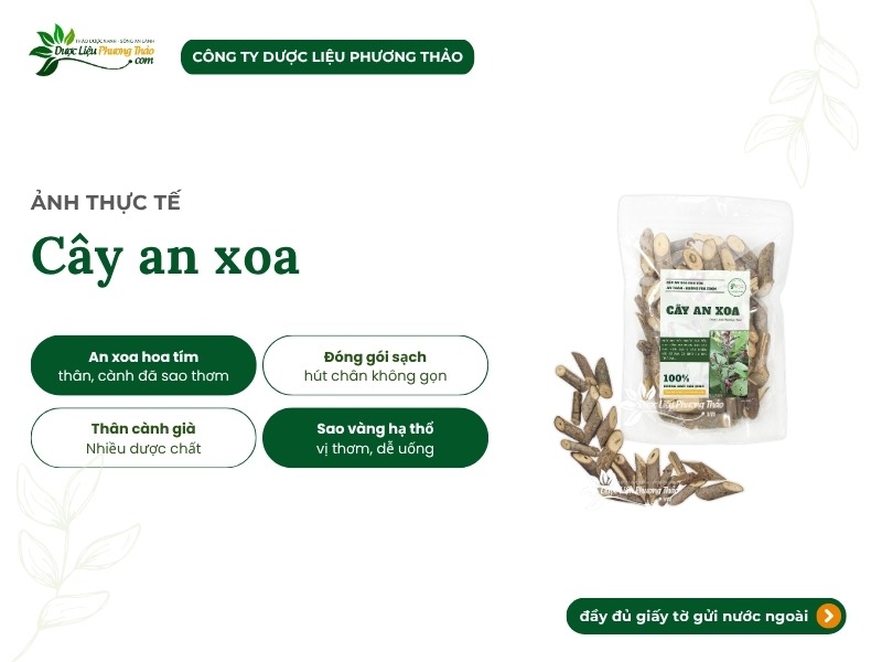 Dược Liệu Phương Thảo và hành trình đưa cây an xoa sạch đến gần người dùng Việt 2 Cây an xoa